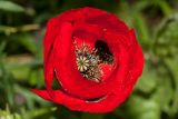 Papaver umbonatum