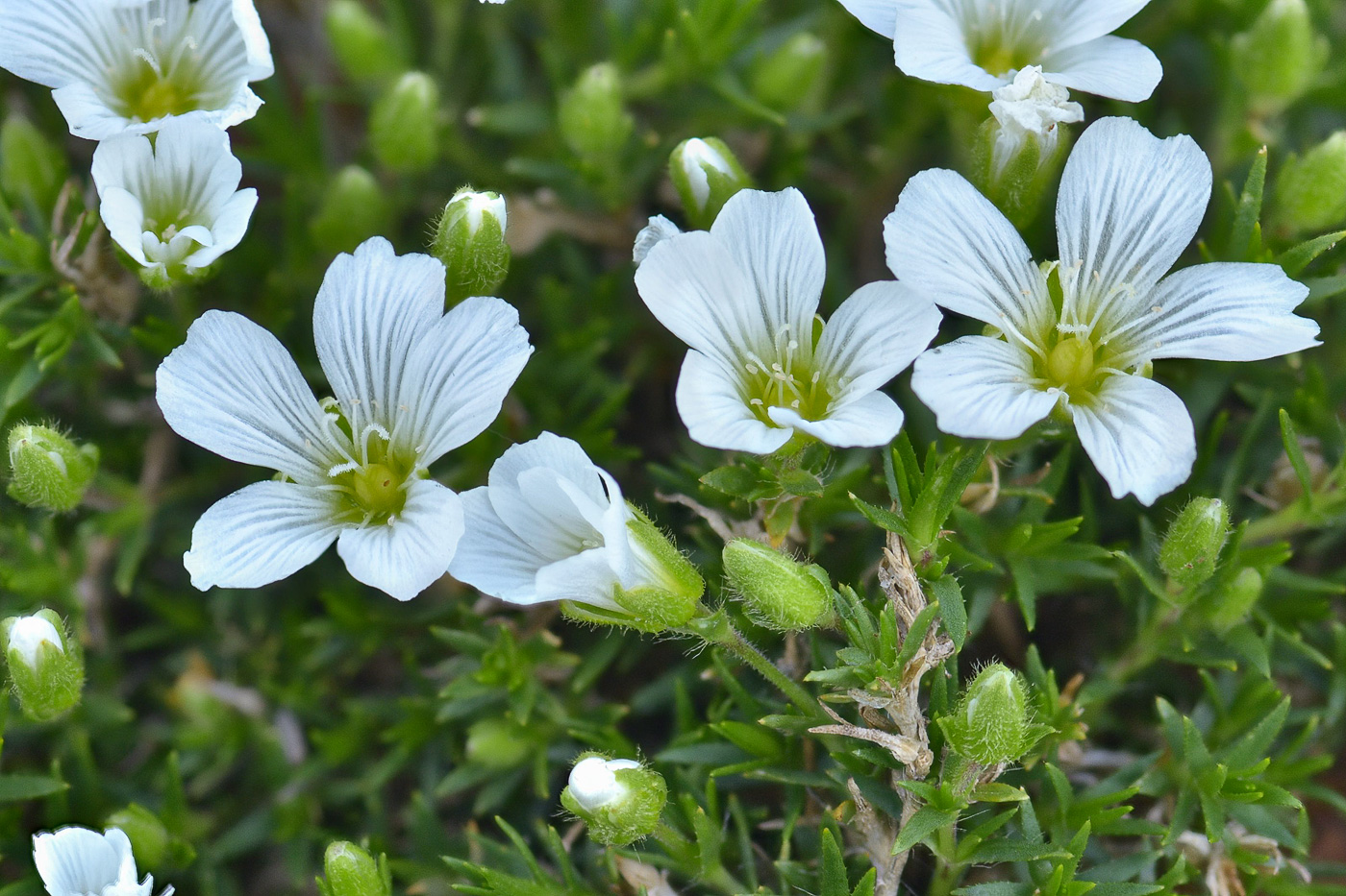 Изображение особи Minuartia imbricata.