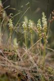 Goodyera repens. Соцветия. Кабардино-Балкария, Чегемский р-н, Чегемское ущелье, долина р. Гара-Аузу Су, окр. альплагеря \"Чегем\", сосновый лес, замшелые валуны. 05.08.2021.