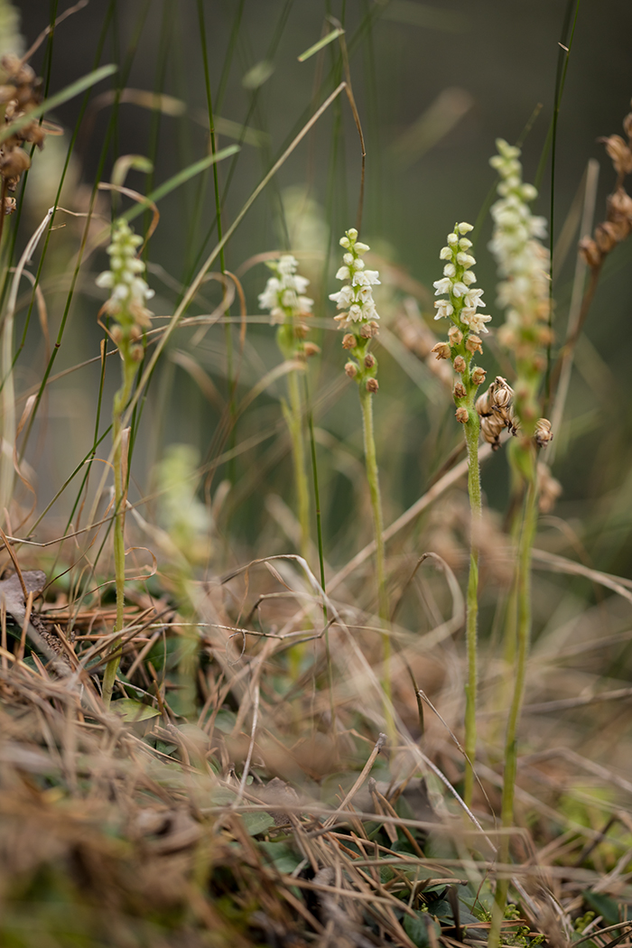 Image of Goodyera repens specimen.