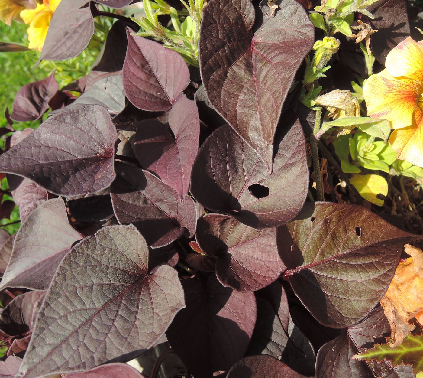 Изображение особи Ipomoea batatas.