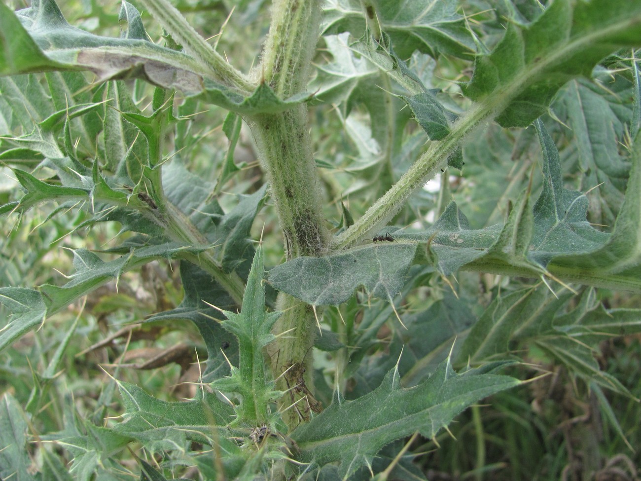 Изображение особи Cirsium balkharicum.