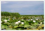 Nymphaea alba