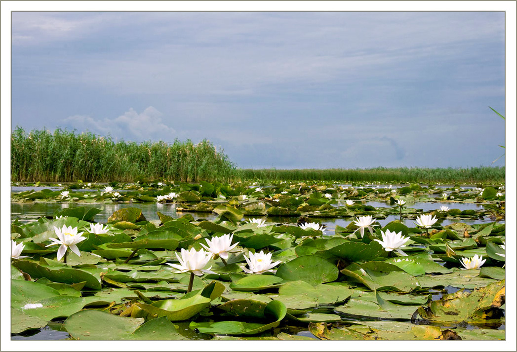 Изображение особи Nymphaea alba.