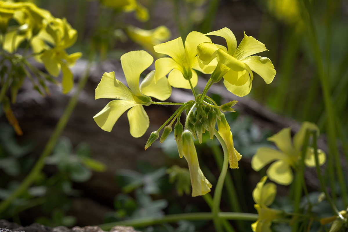 Image of Oxalis pes-caprae specimen.