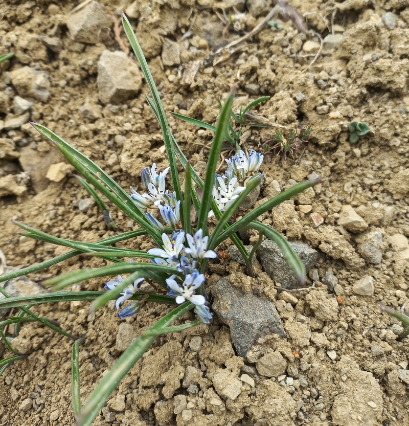 Image of Hyacinthella atropatana specimen.