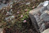 Saxifraga asiatica. Цветущее растение. Таймыр, река Мамонт, скалистый берег реки. 4 августа 2013 г.