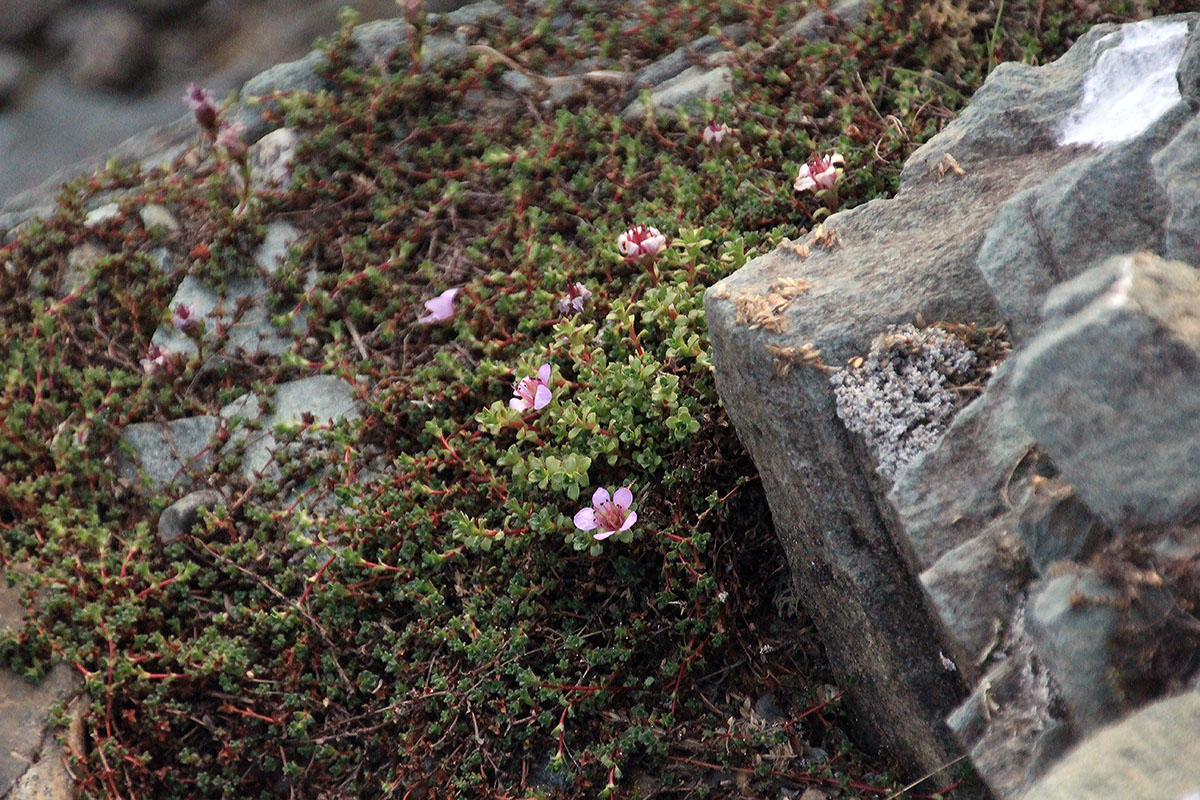 Изображение особи Saxifraga asiatica.