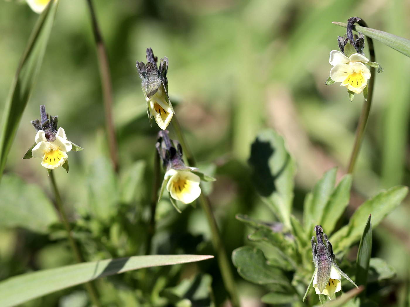 Image of Viola arvensis specimen.