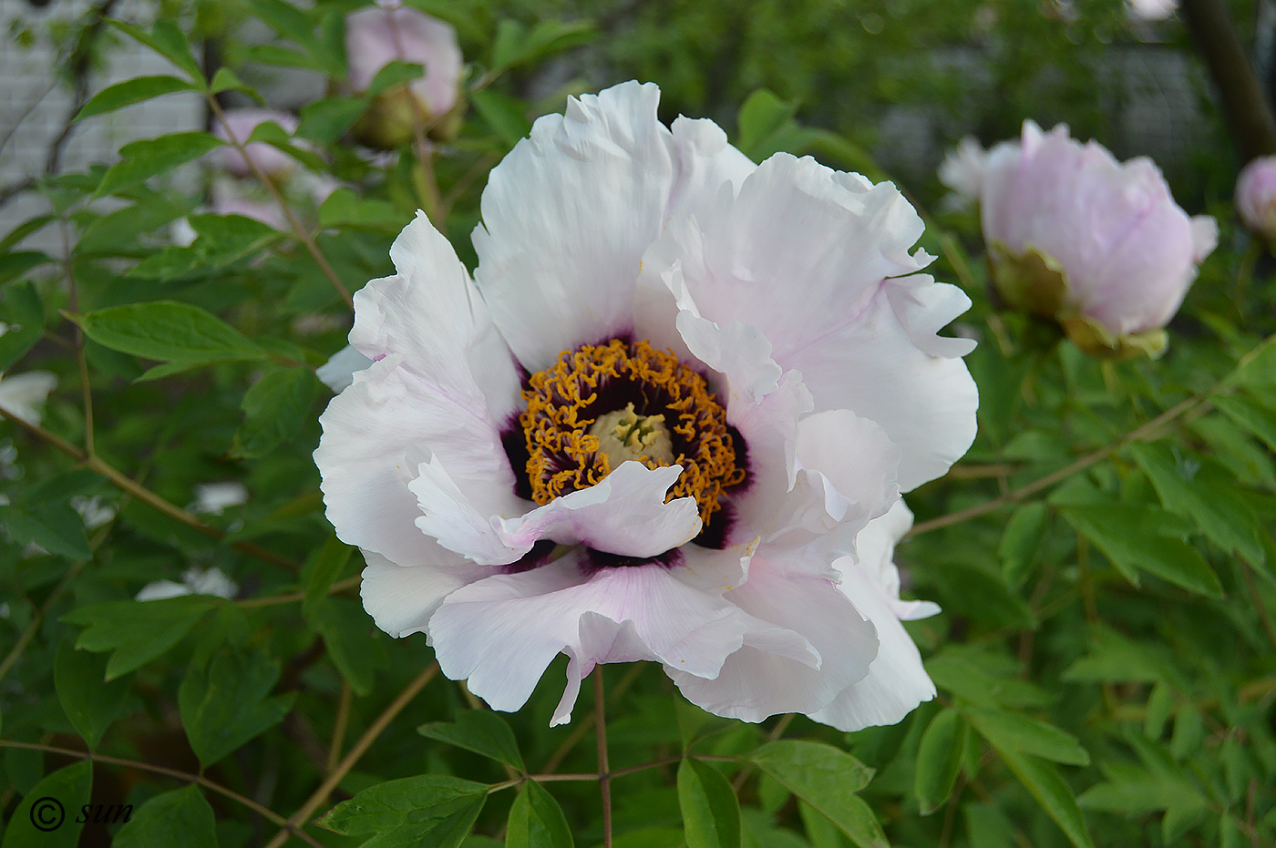 Image of Paeonia suffruticosa specimen.