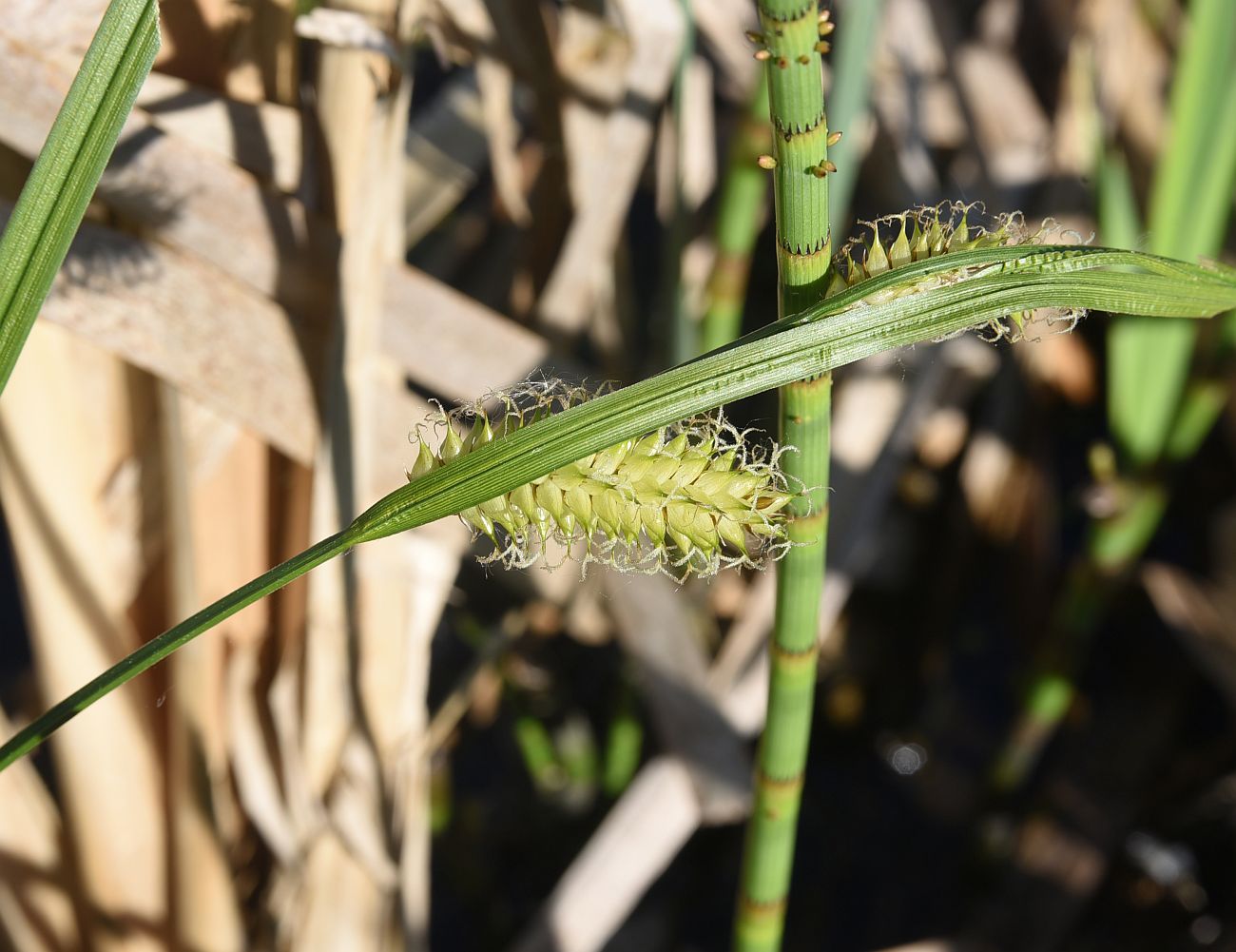 Изображение особи Carex vesicaria.
