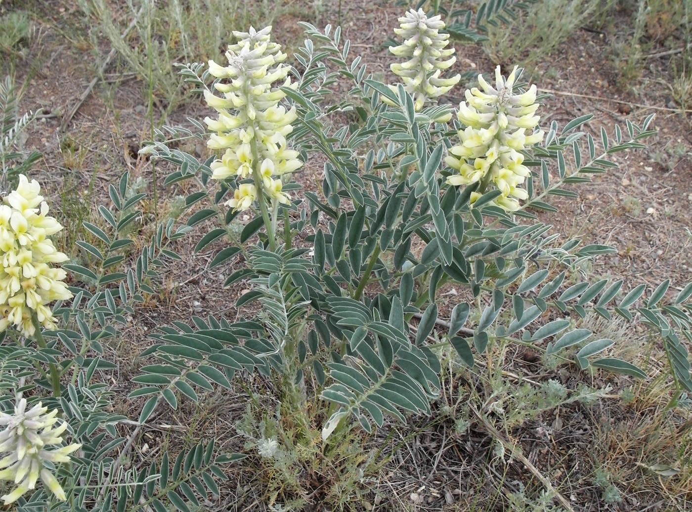 Image of Pseudosophora alopecuroides specimen.