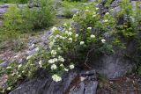 Physocarpus ribesifolia. Цветущее растение. Приморский край, окр. г. Дальнегорск, падь Партизанская, известняковая скала. 11.06.2022.