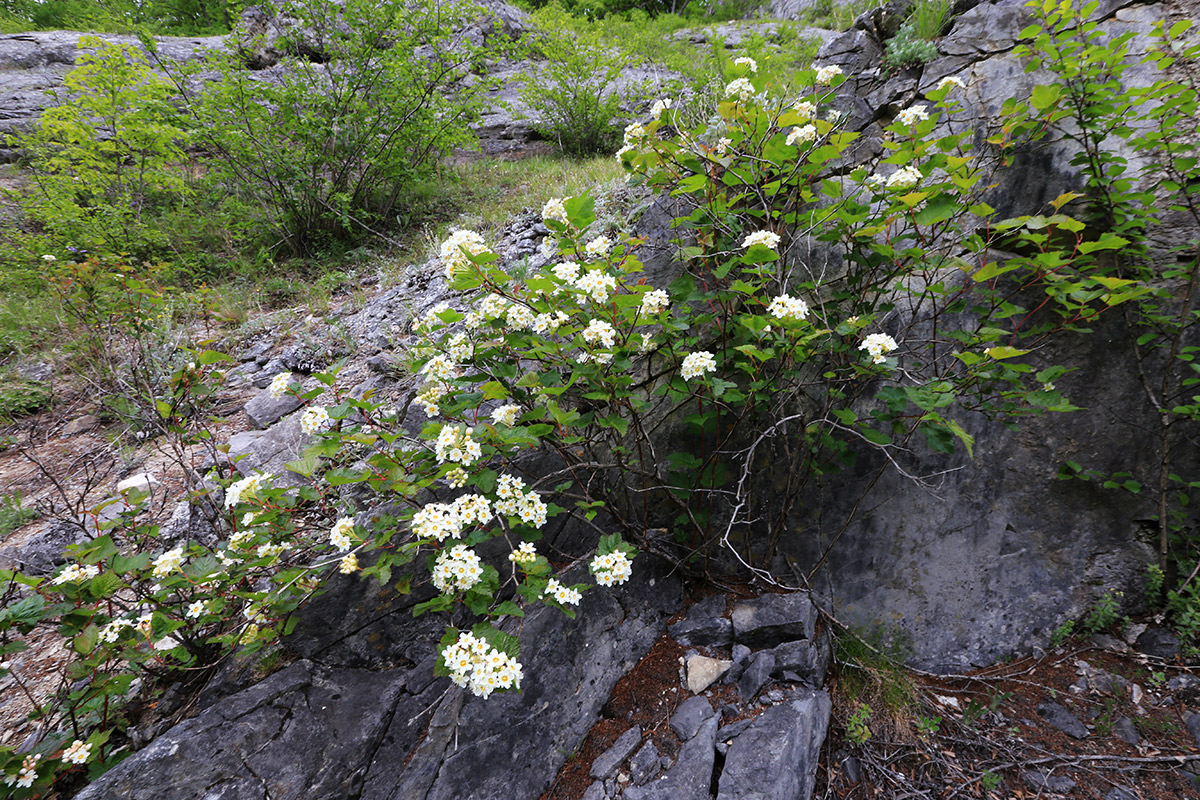 Изображение особи Physocarpus ribesifolia.