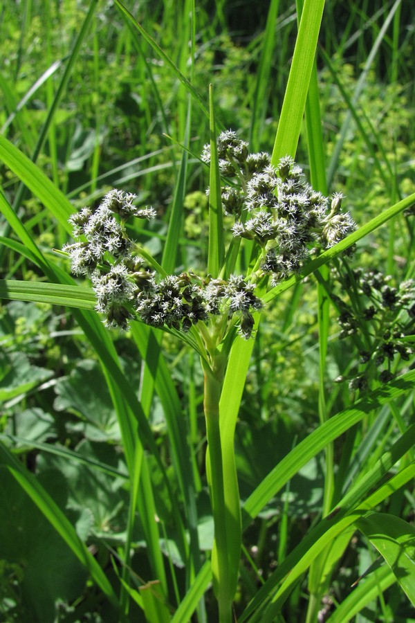 Изображение особи Scirpus sylvaticus.