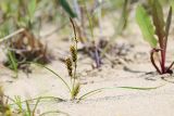 Carex pumila. Плодоносящее растение. Приморский край, Ольгинский р-н, окр. пгт Ольга, устье р. Аввакумовка на левом берегу, на песках у моря. 04.07.2022.