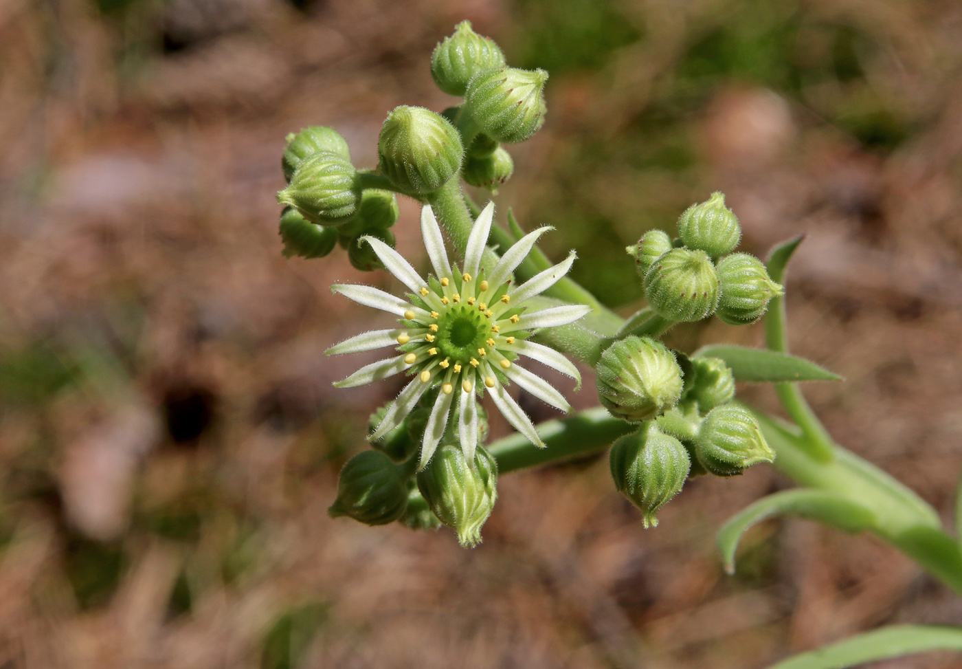 Изображение особи Sempervivum ruthenicum.