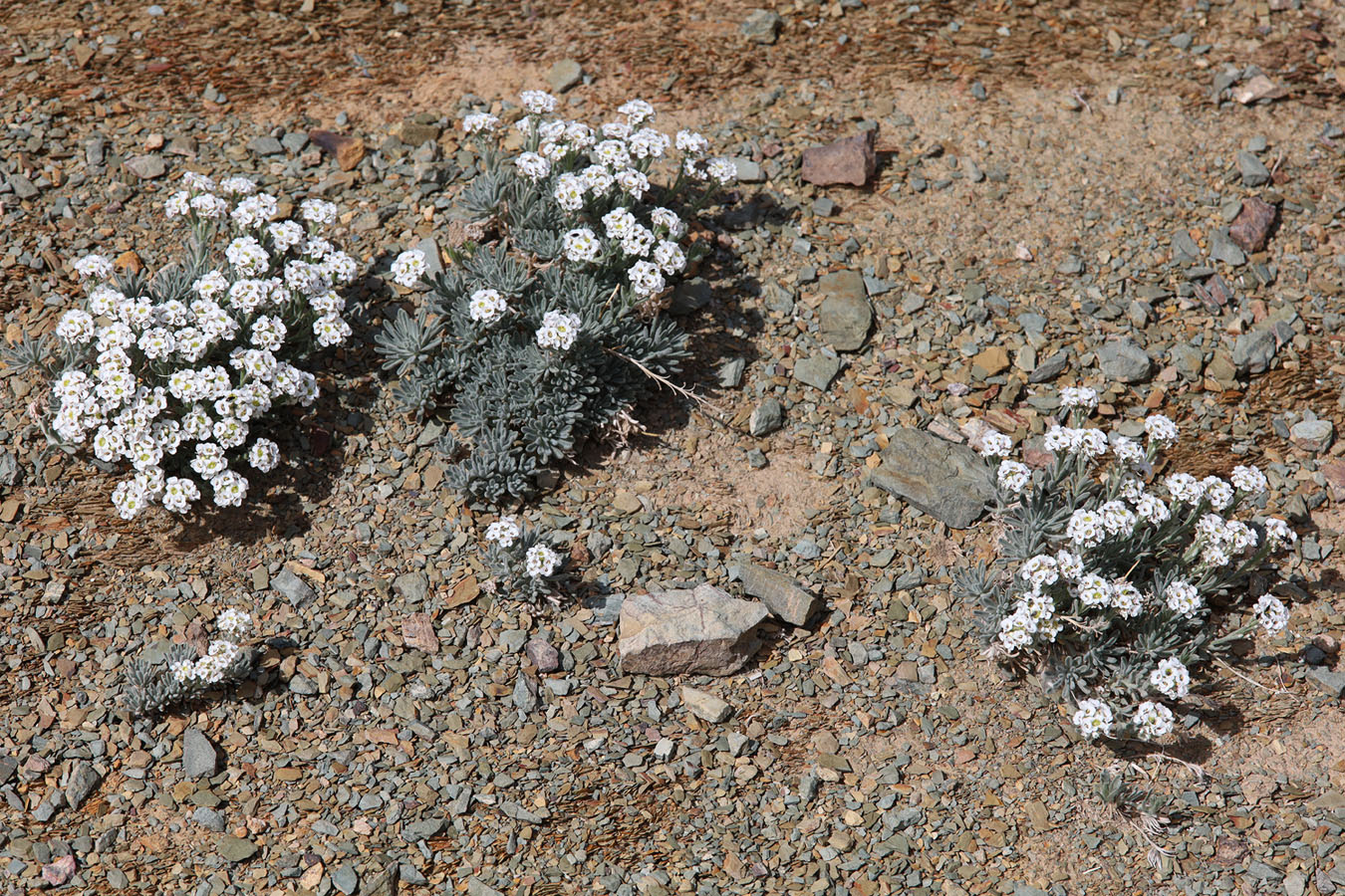 Image of Ptilotrichum canescens specimen.