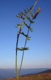 Pimpinella rhodantha