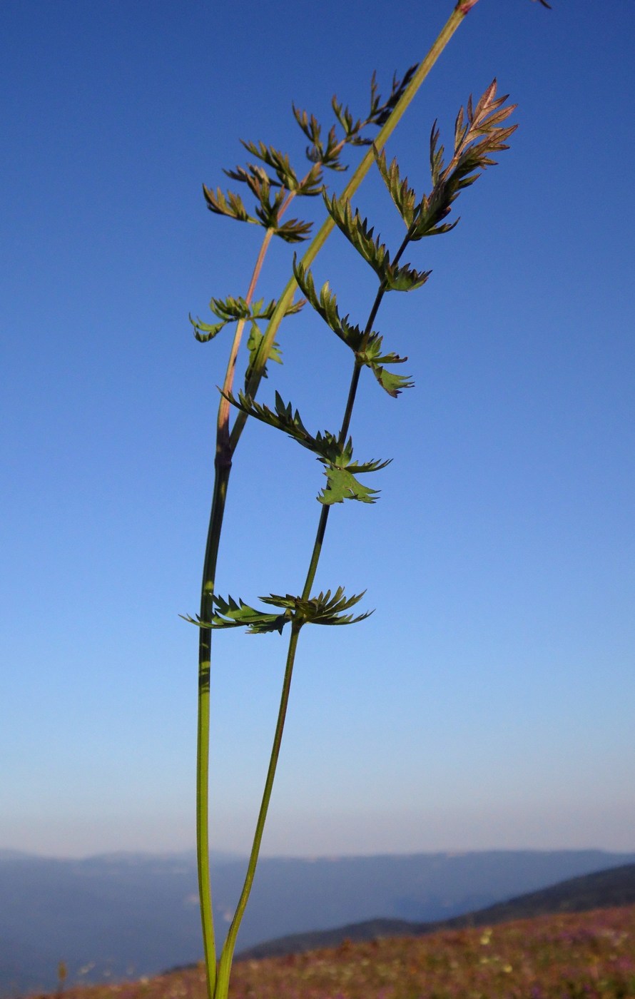 Изображение особи Pimpinella rhodantha.