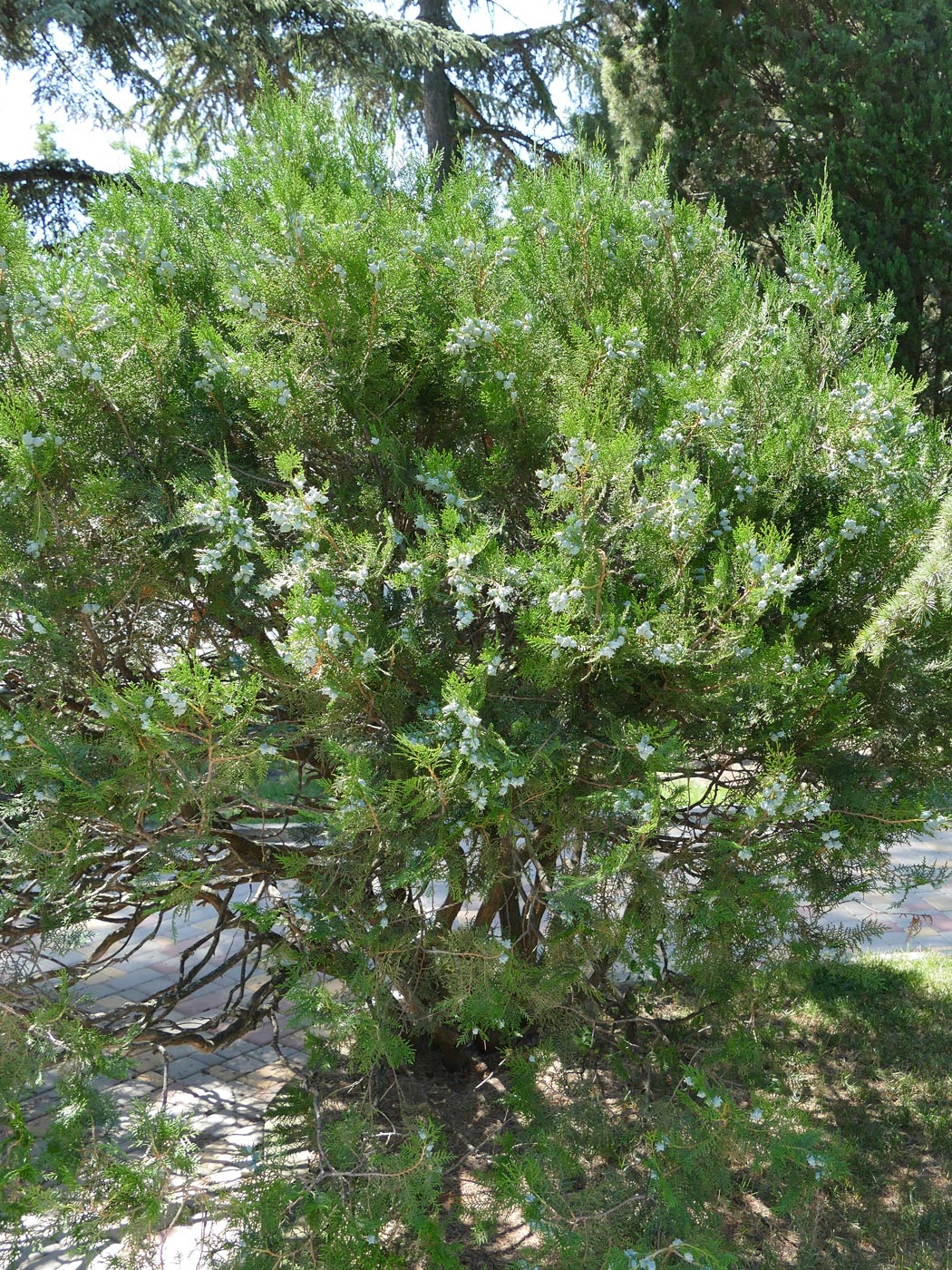 Изображение особи Platycladus orientalis.