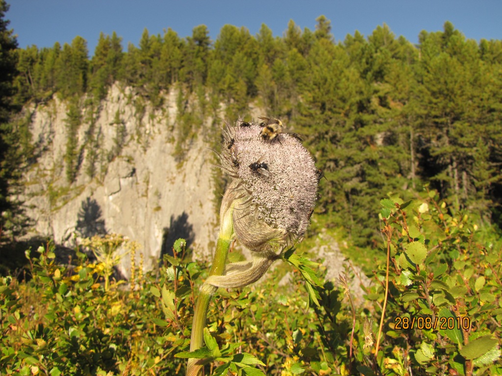 Изображение особи Sajanella monstrosa.