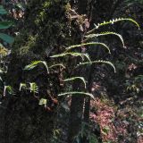 семейство Polypodiaceae. Молодые вайи. Непал, провинция Багмати, р-н Катманду, национальный парк \"Шивапури-Нагарджун\". 29.04.2019.