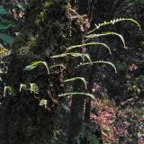 семейство Polypodiaceae. Молодые вайи. Непал, провинция Багмати, р-н Катманду, национальный парк \"Шивапури-Нагарджун\". 29.04.2019.