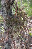 genus Ascocentrum. Вегетирующее растение с зацепившимся побегом Araucaria. Непал, провинция Багмати, р-н Катманду, национальный парк \"Шивапури-Нагарджун\". 30.11.2017.
