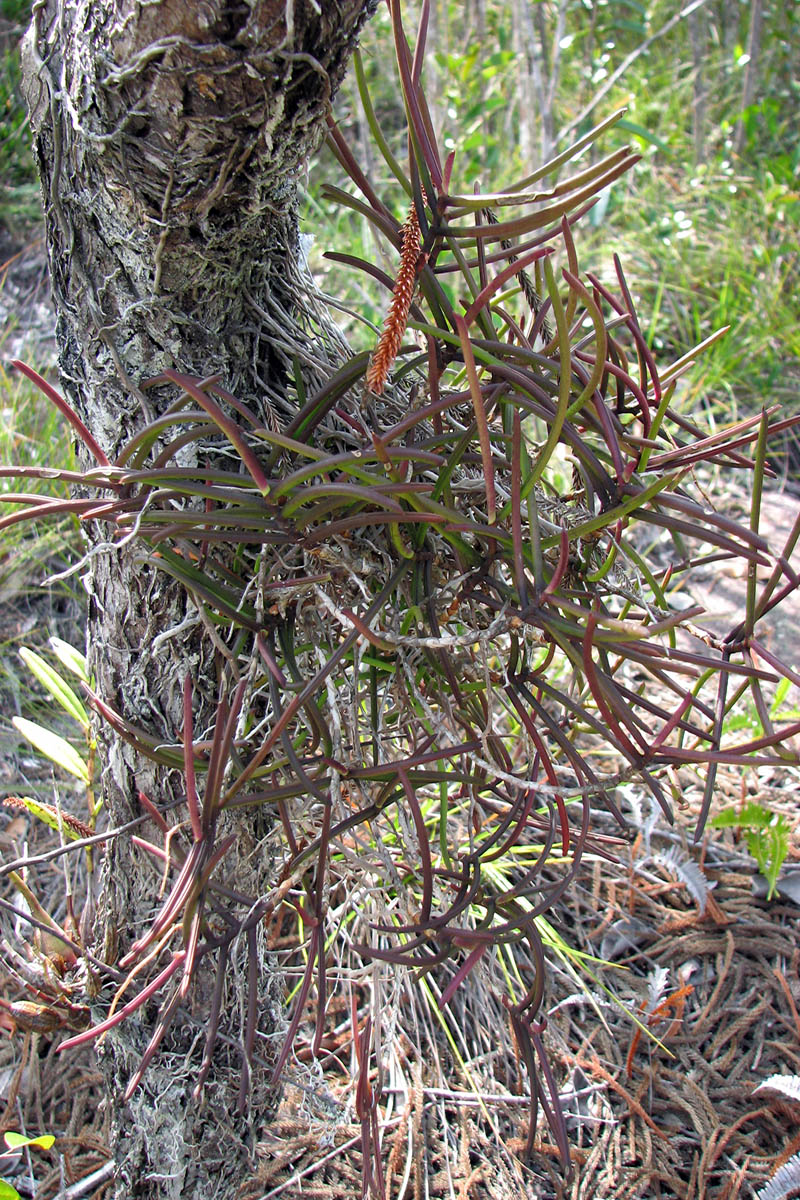 Image of genus Ascocentrum specimen.