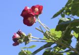 Phymosia umbellata