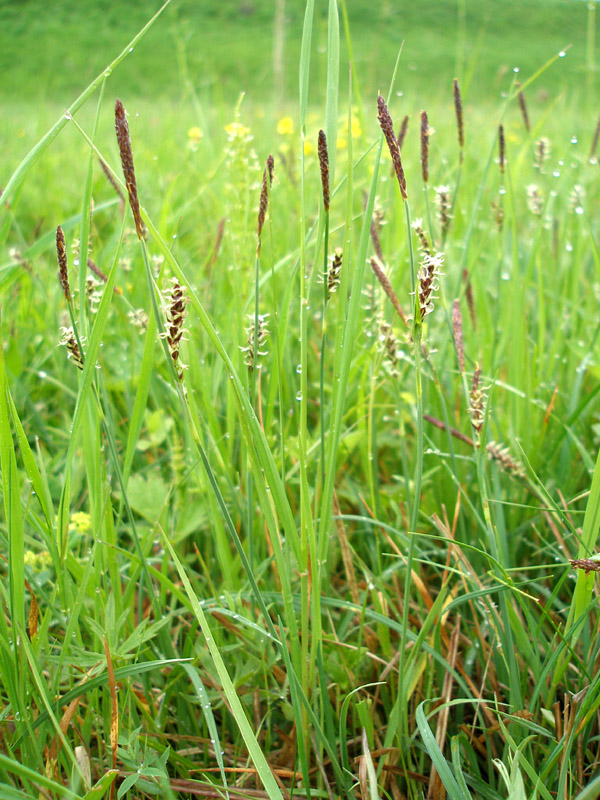 Изображение особи Carex panicea.