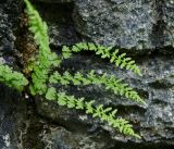 Woodsia heterophylla