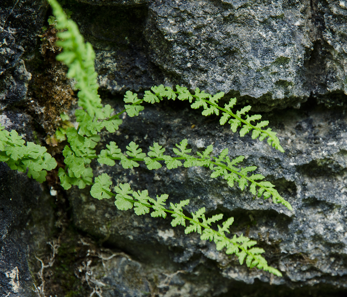 Изображение особи Woodsia heterophylla.