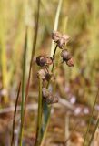 Scheuchzeria palustris. Верхушка плодоносящего растения. Калужская обл., Спас-Деменский р-н, Большое Игнатовское болото, северо-западный сектор. 09.09.2022.