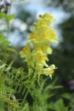 Linaria vulgaris. Верхушка побега с соцветием (слева - прицепившиеся листья Vicia cracca). Мурманская обл., Кольский р-н, долина р. Титовка ниже автодороги А138 Мурманск — Печенга, окр. Мельничных водопадов, верхняя часть склона долины, травяно-кустарничковый березняк, поляна, разнотравный луг. 02.08.2022.