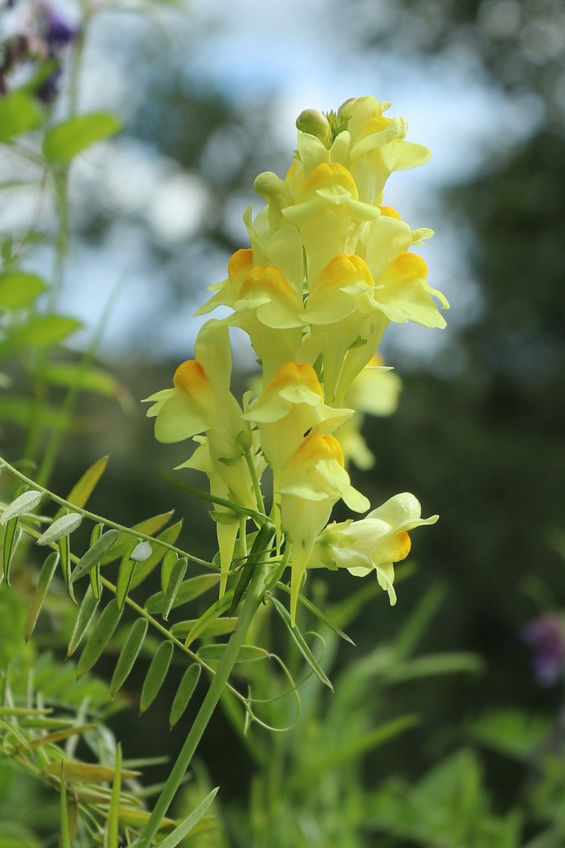 Изображение особи Linaria vulgaris.