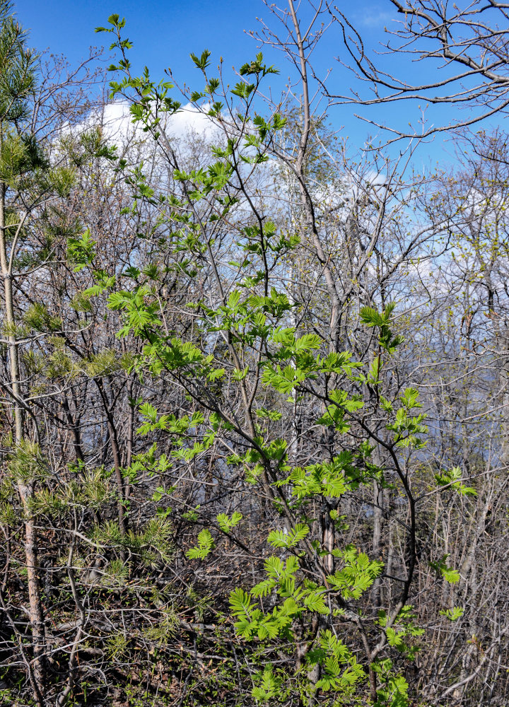 Image of Sorbus aucuparia specimen.