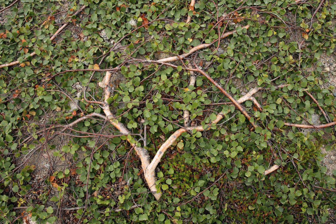 Image of Betula × kusmisscheffii specimen.