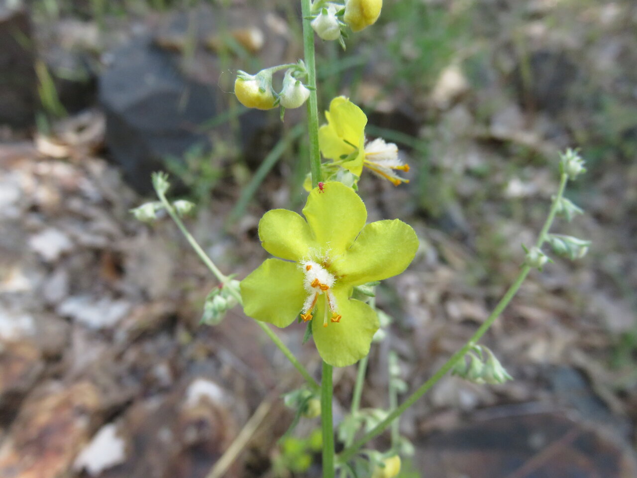 Изображение особи Verbascum humile.