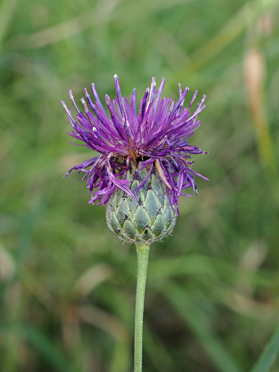Изображение особи Centaurea apiculata.
