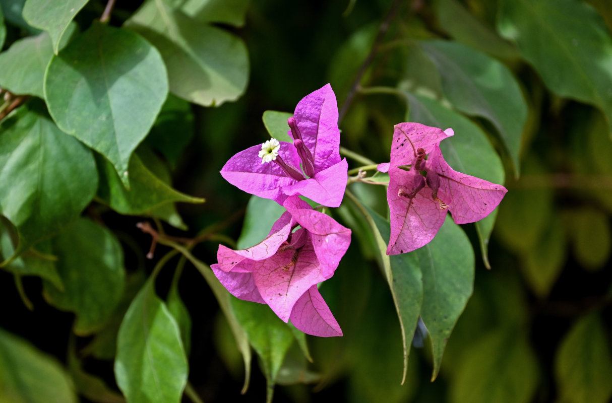 Изображение особи Bougainvillea glabra.