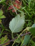 Betula pendula. Лист (вид на абаксиальную поверхность). Республика Ингушетия, Джейрахский р-н, ур. Кязи, выс. 1880 м н.у.м, край оврага. 22 июля 2022 г.