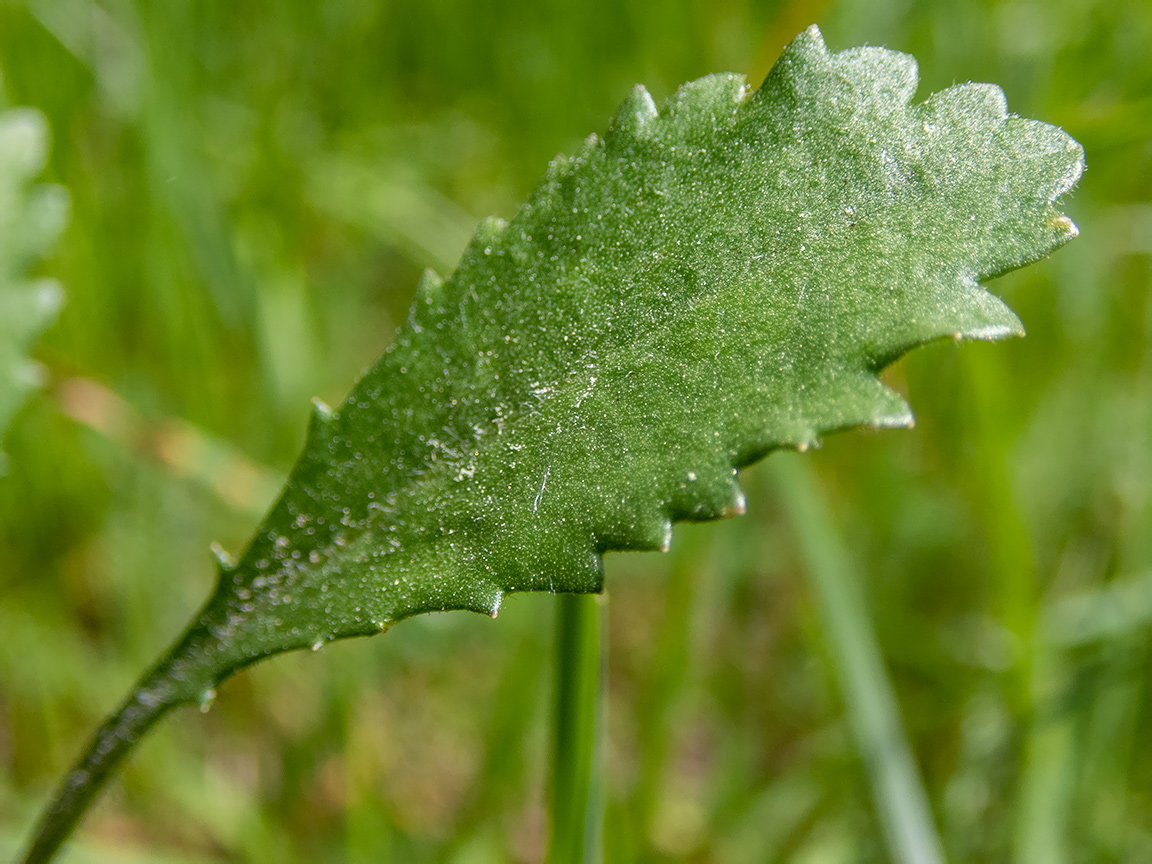 Image of Leucanthemum ircutianum specimen.