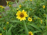 Bidens variety radiata