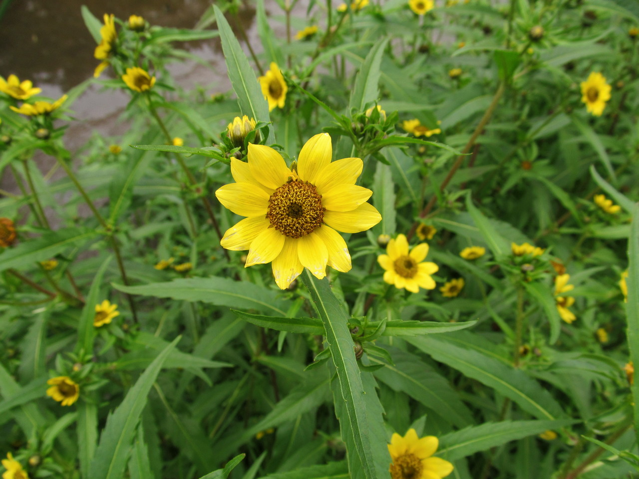 Image of Bidens cernua var. radiata specimen.