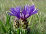 Centaurea czerkessica