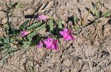 Convolvulus chinensis