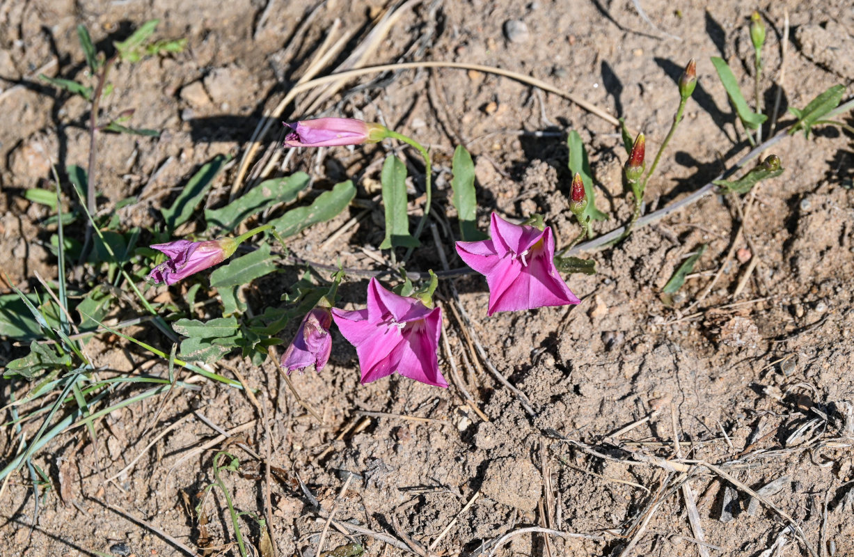 Image of Convolvulus chinensis specimen.