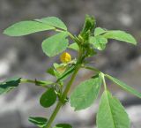 Medicago intertexta subspecies ciliaris. Верхушка побега с цветком и листьями. Республика Кипр, окр. с. Айос Георгиос (Άγιος Γεώργιος), орошаемая залежь. 22.04.2023.